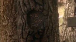 Whose Woods Are These?