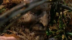 The Hand of Saint Sebastian