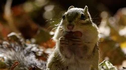 The Wild Canadian Year: Fall