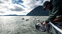 Making the Wild Canadian Year