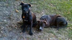 Pit Bulls Unleashed: Should They Be Banned?