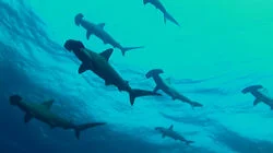 Minami-Izu: Unspoiled Seaside Getaway