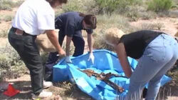 Desert Bones / Party's Over