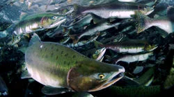 Autumn on the Coast of Shiretoko