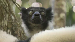 Challenges of Fatherhood - Indri, Madagascar