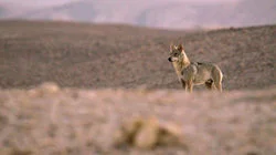 Elusive Survivor - Arabian Wolf, Israel