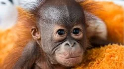 Red Ape: Saving the Orangutan