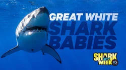 Great White Shark Babies