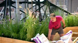 To Bee or Not to Bee