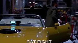 Cat Fight