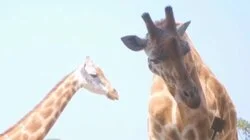 Giraffe-ic Park