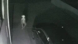 Reptilian Creature in Thailand and More