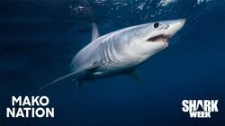 Mako Nation