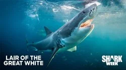 Lair of the Great White