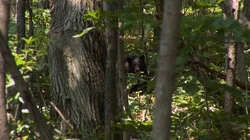 Meltdown: Loaded for Bear