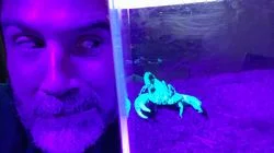 Dr Scorpion