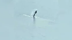 Mermaid in Nashville and More