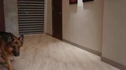 The Secret Life of Levi