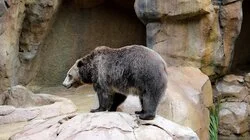 Abigail the Incredible