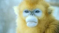 Super Species of Earth