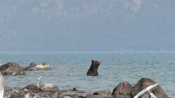 Open Season