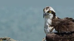 Season of the Osprey