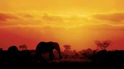 The Elephant and the Termite