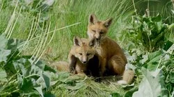 First Steps | Born in the Rockies