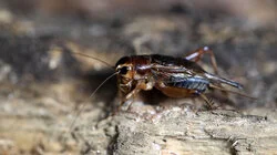 Strange Frequencies and Water Dragons