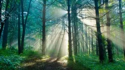 What Trees Talk About