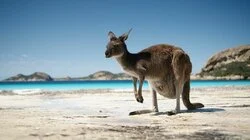 The Great Australian Road Trip