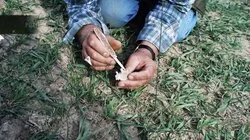 The Bones on Party Hill