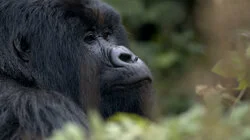 Hazing | Saving The Mountain Gorillas| Rita Moreno