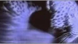 Leopards of the Night