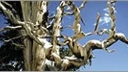 Methuselah Tree