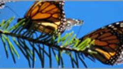 The Incredible Journey of the Butterflies