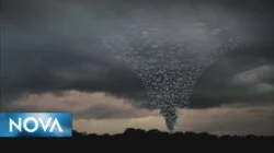 Oklahoma's Deadliest Tornadoes