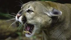 Wild Predator Invasion