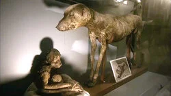Animal Mummies