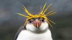 Penguins: Meet the Family