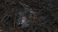 Transience