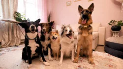 Уход за животными