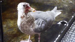 Avian Apocalypse