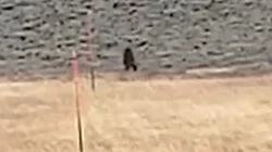 Utah Sasquatch and More