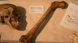 Cro Magnon