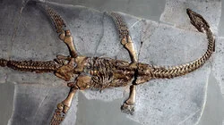 The Loch Ness Monster