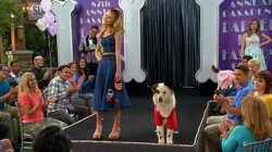 Dog on a Catwalk