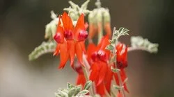 Episode 9 - Wellness, Topiary, Propagate, Wetland & Design