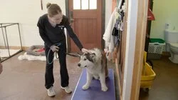 Just Another Manic Meatball