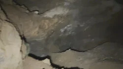 Green Creature in Aruba Cave and More